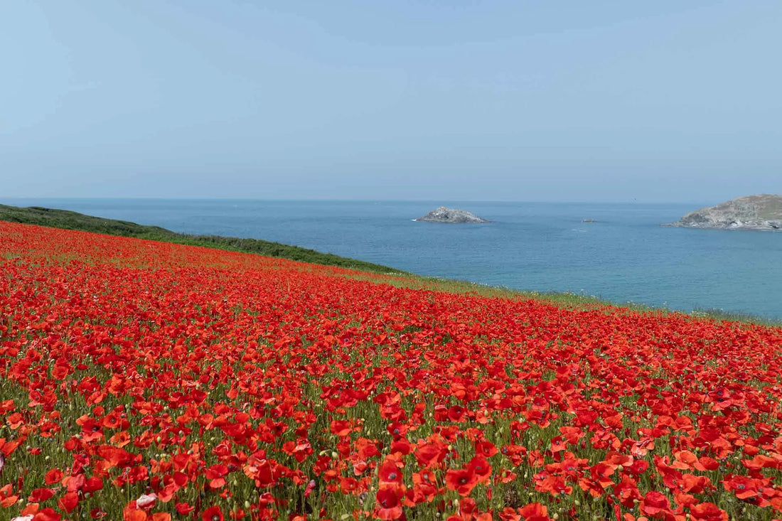 The South West Coast Path